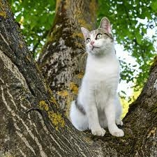 arbre chat
